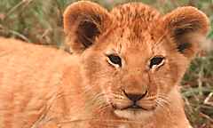 Masai Mara National Reserve in Eastern