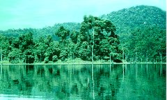 Belum Valley Rain Forest in Perak