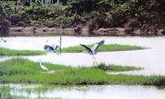 Kuala Selangor Nature Park in Selangor