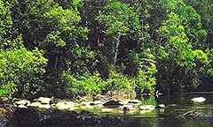 Endau-Rompin State Park in Pahang