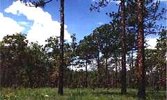 Rock Springs State Reserve in Florida